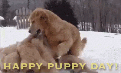happy puppy gif