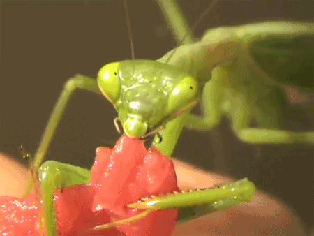 doris charles recommends Praying Mantis Eating Nipple