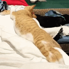 barbara patten share falling out of bed gif photos