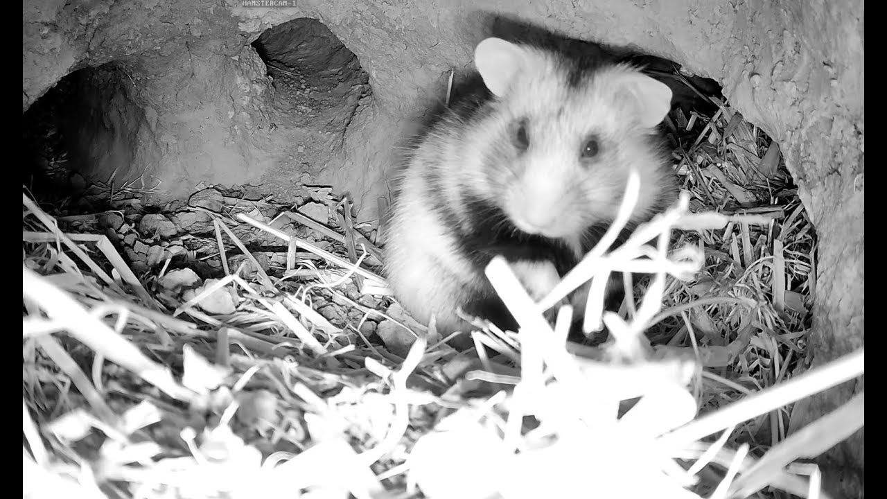 austin hudson recommends hamster live web cam pic