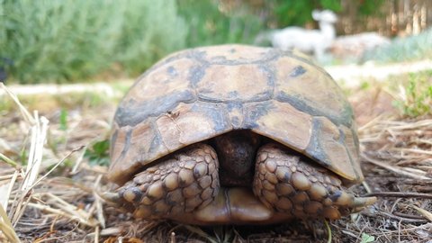 armando galicia recommends turtle head poking out gif pic