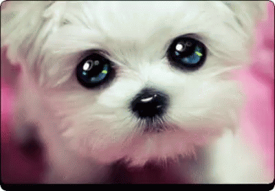 bernadette langdon recommends puppy eyes gif pic