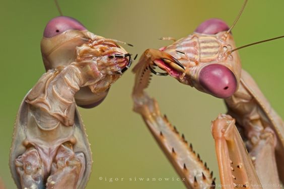 praying mantis eating nipple