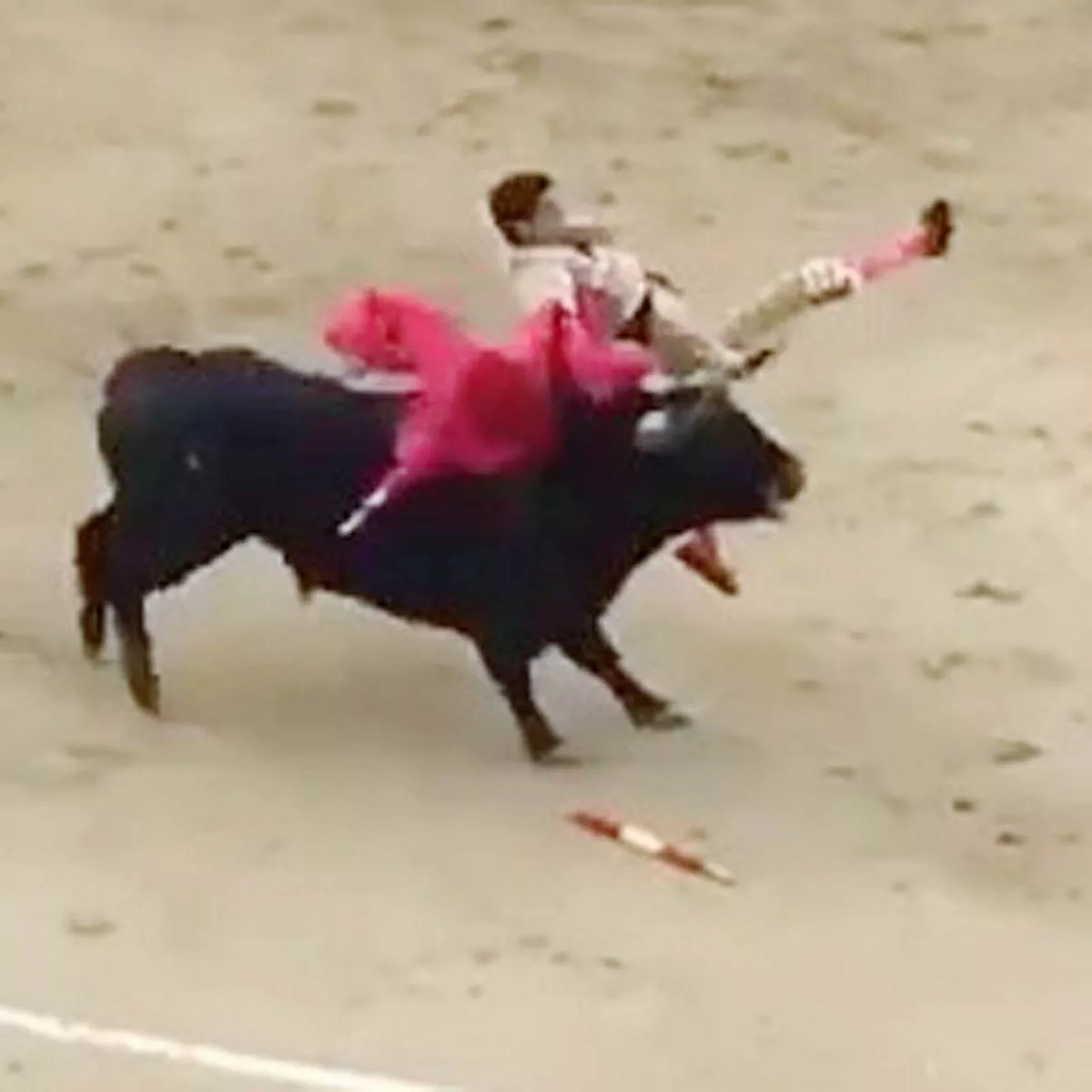 alex granja recommends Bull Fights Gone Bad