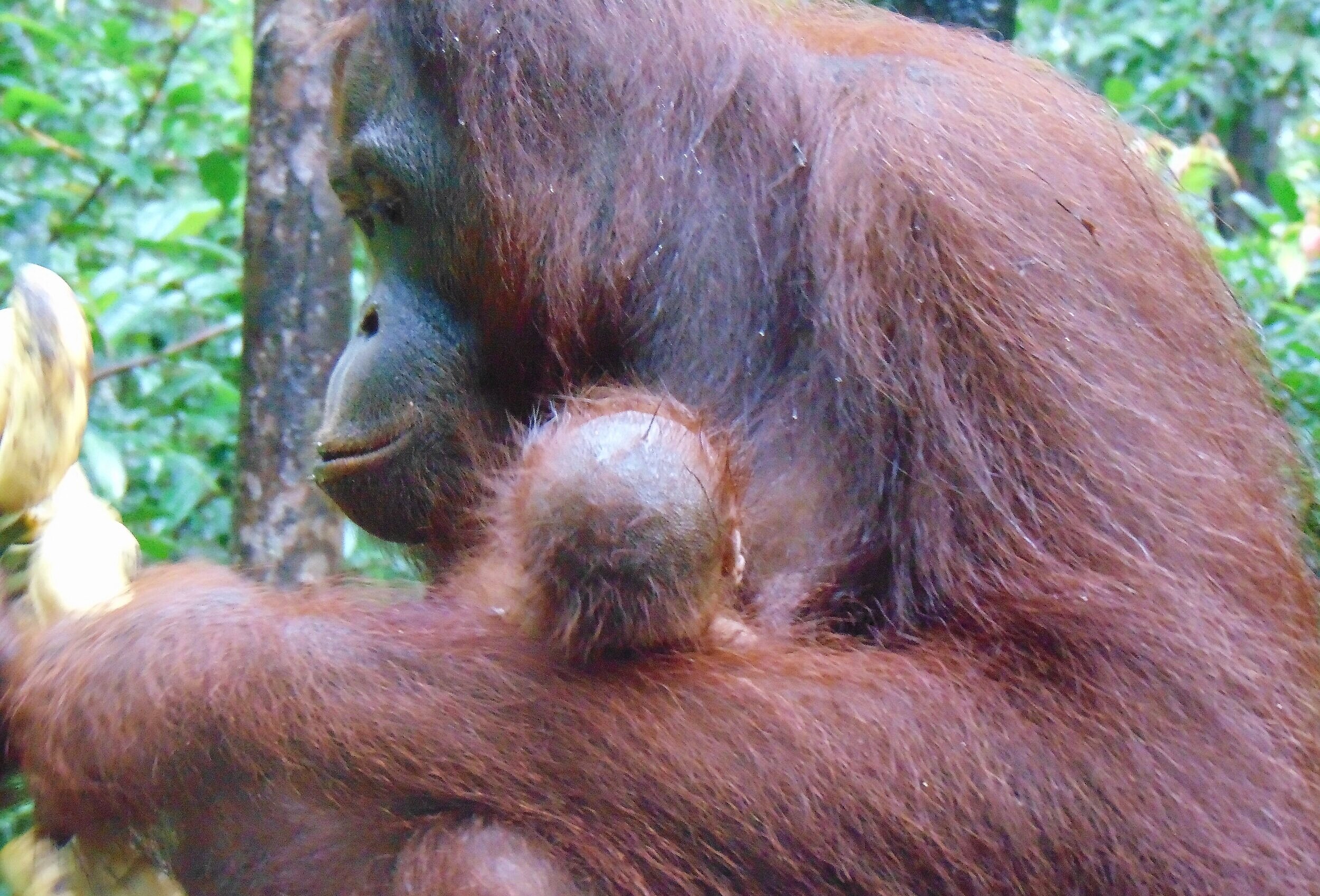 christian iwuchukwu share 3 orangutans 1 blender video photos