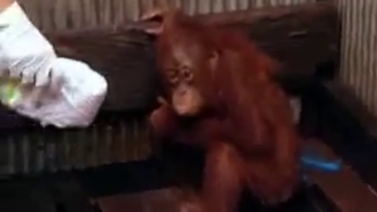 amy sidek add photo 3 orangutans 1 blender video