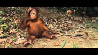 carly starr recommends 3 Orangutans 1 Blender Video
