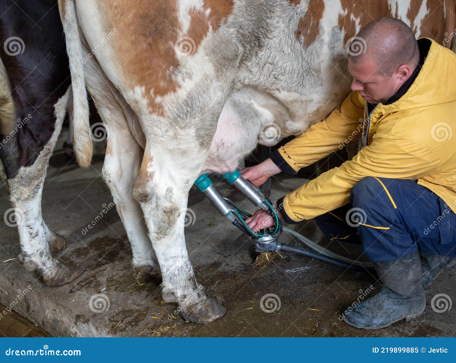 amalia pratiwi recommends man using milking machine pic