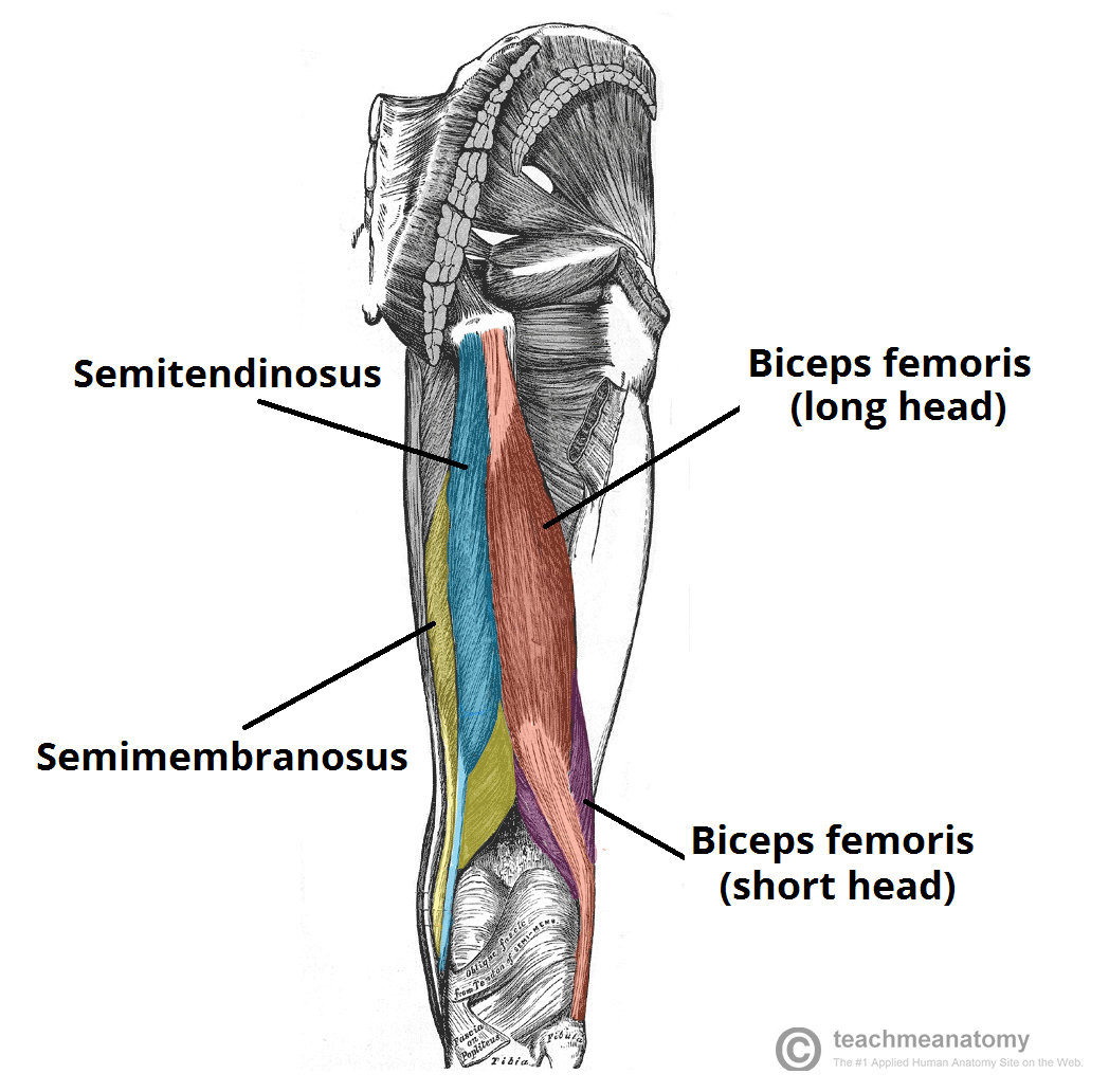 brett harling recommends Head Between Thighs