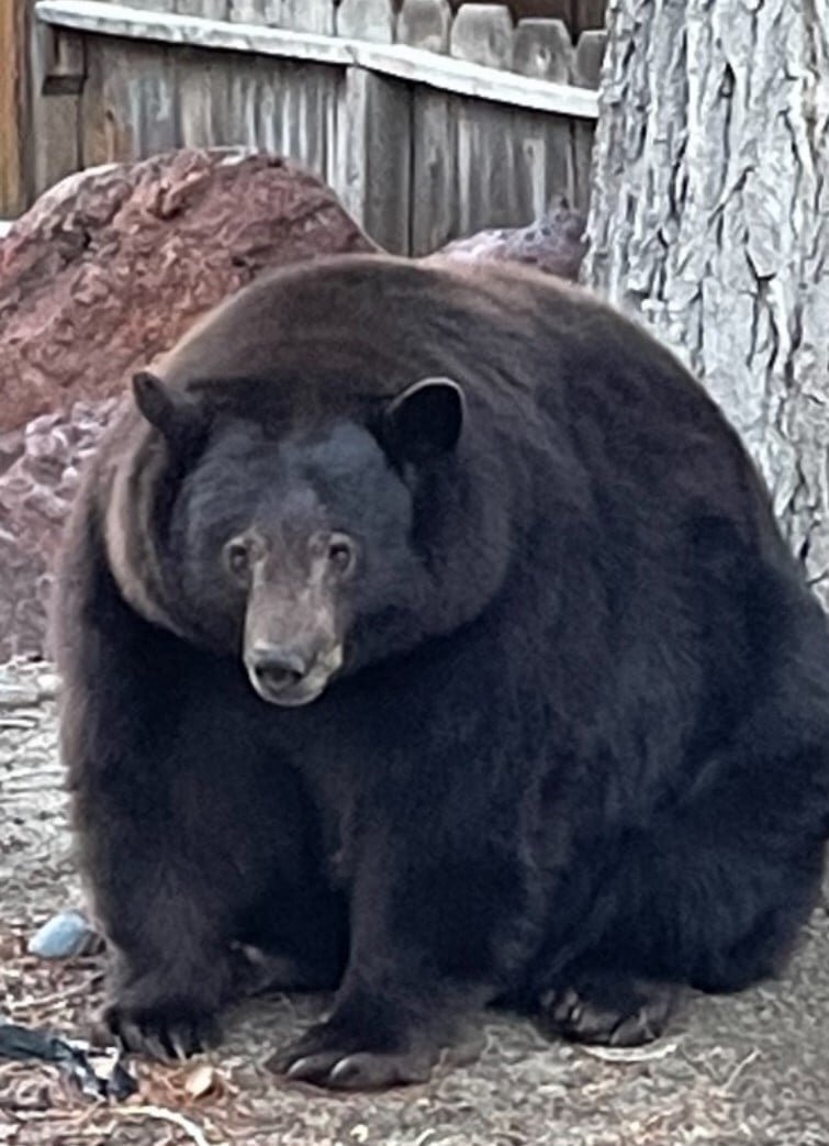 davis yoo share chubby bears tumbler photos