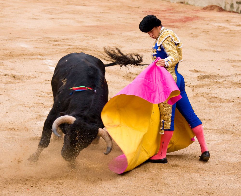 andy j kim recommends bull fights gone bad pic