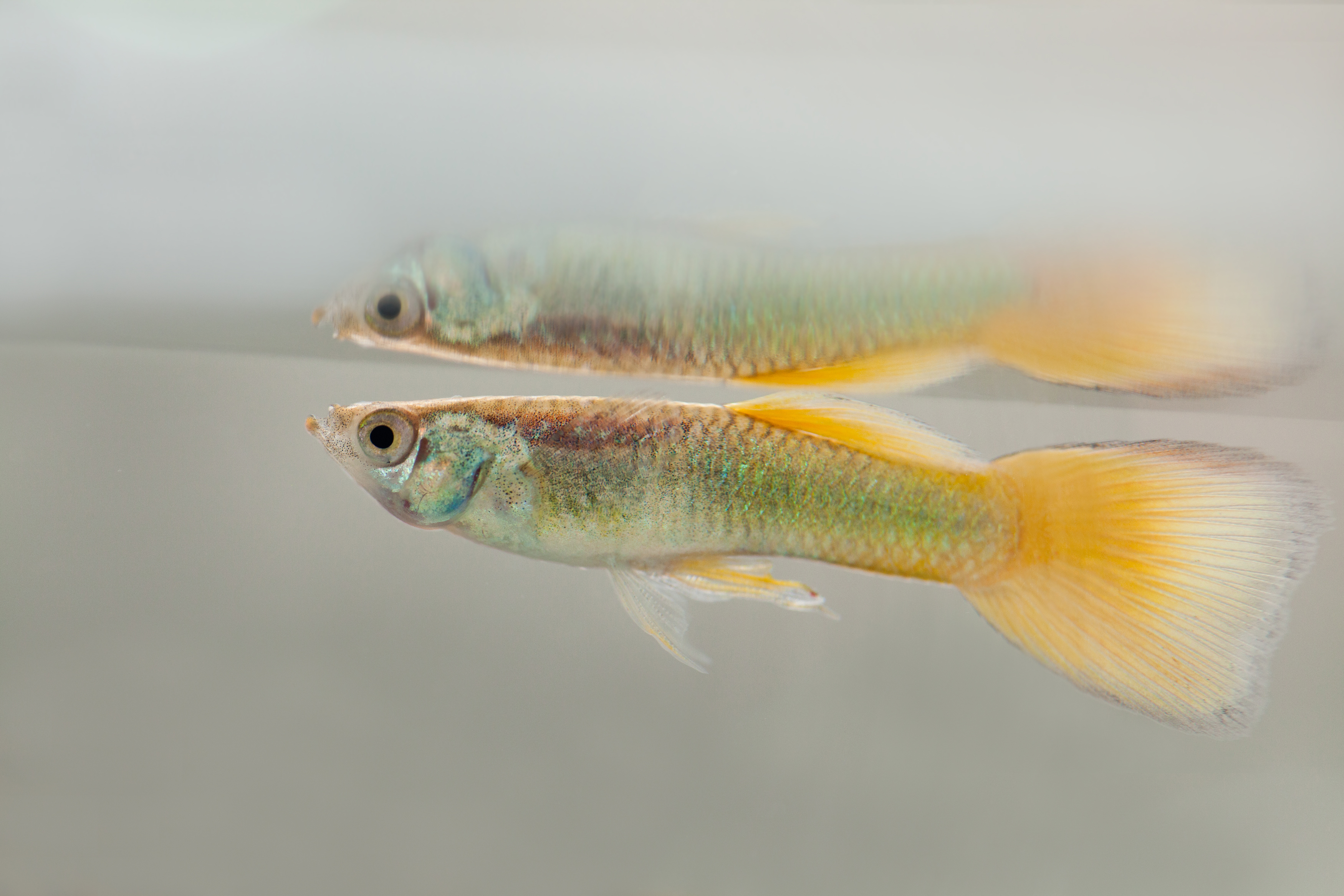 pictures of pregnant guppies
