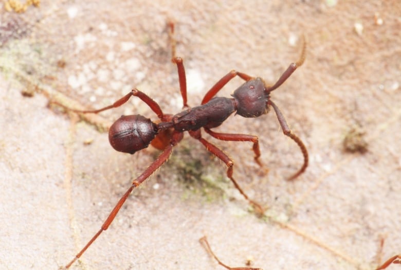 alexandra jack add ants with big butts photo