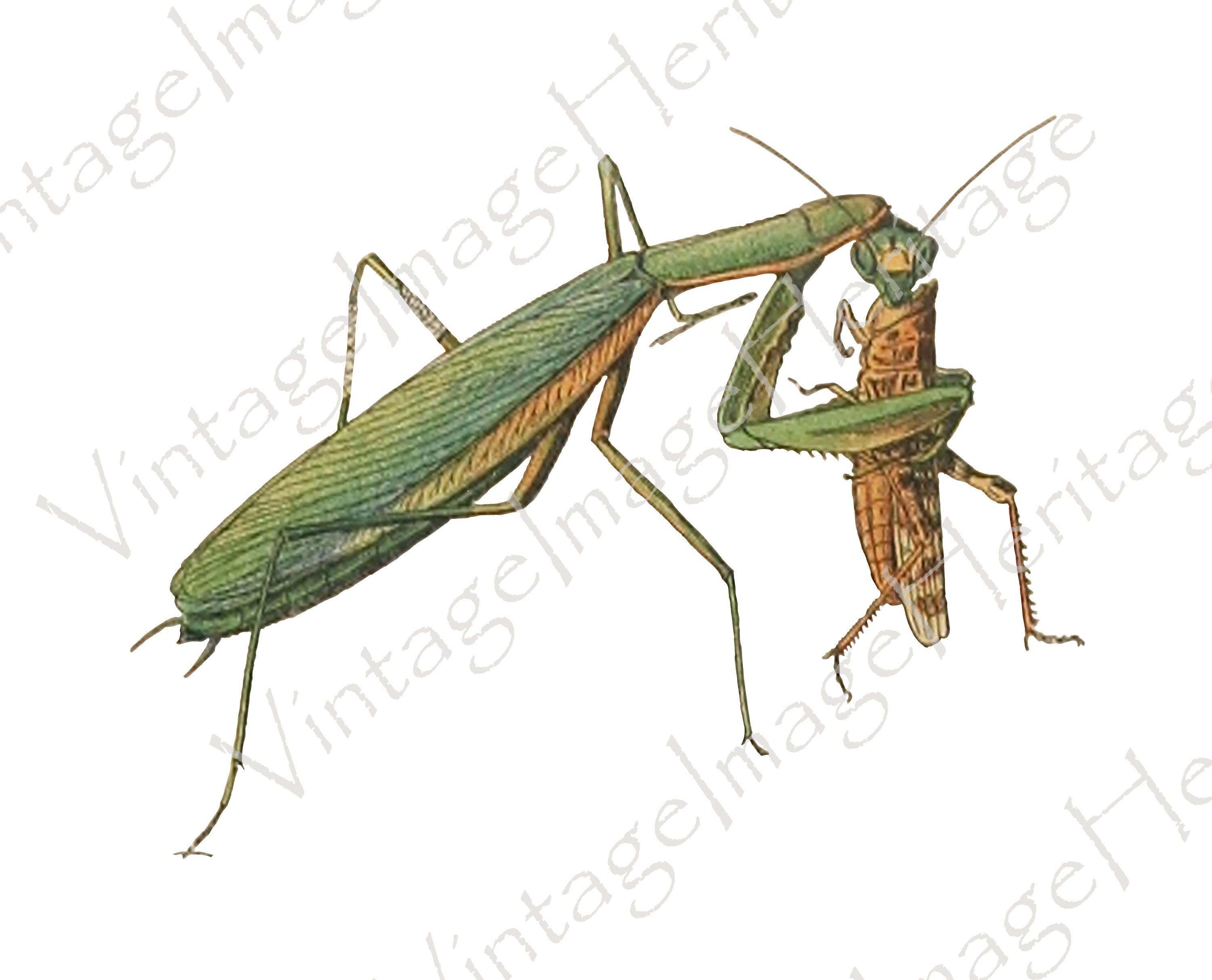 arjang amirsoleimani recommends praying mantis eating nipple pic