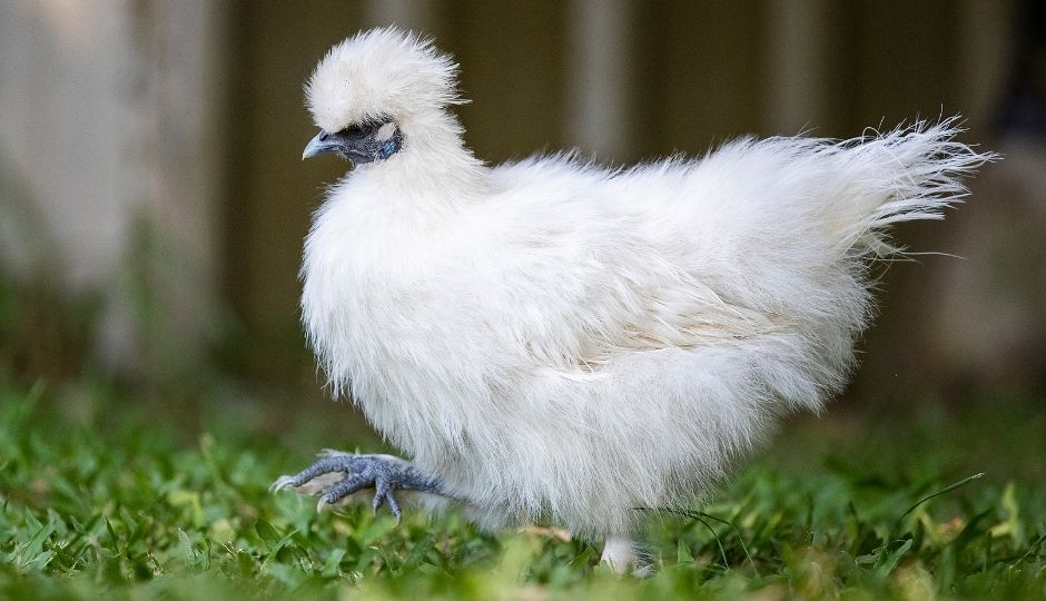 Chicks In White Satin cams ipad