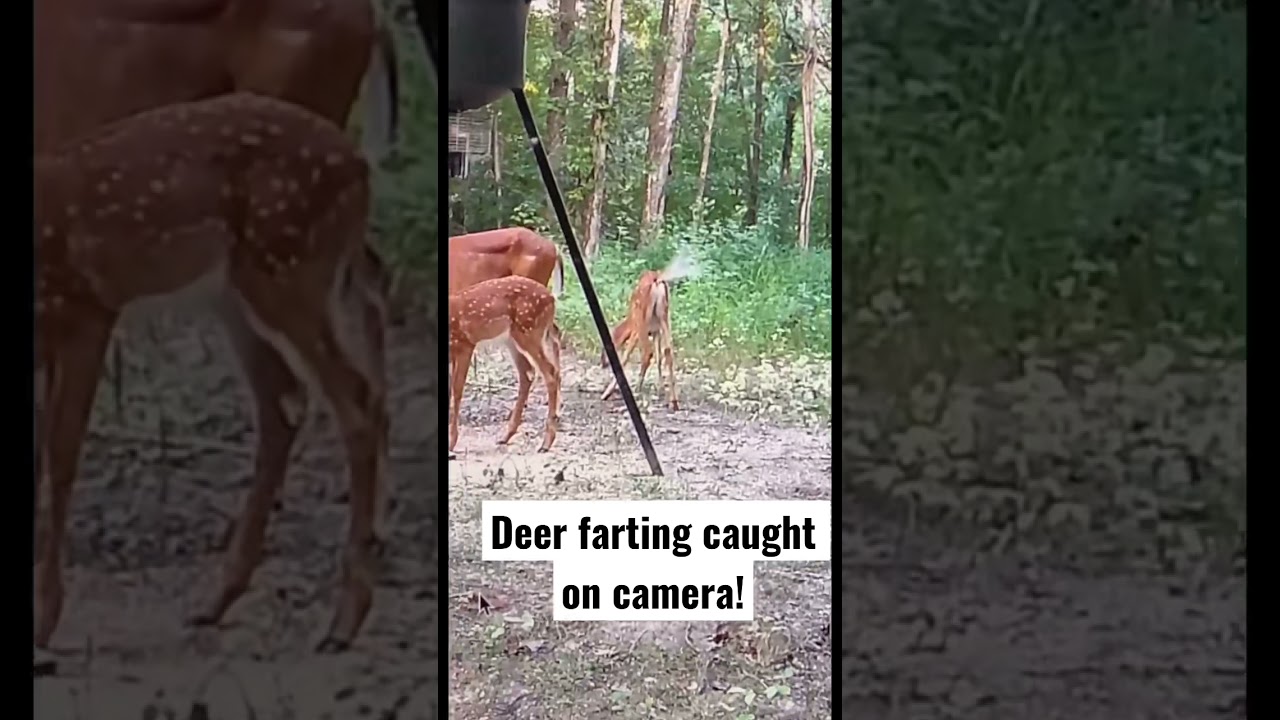 deer farts on camera