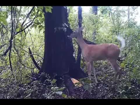 Deer Farts On Camera cumshots tmb