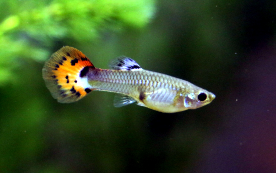 cherise bennett recommends Pictures Of Pregnant Guppies