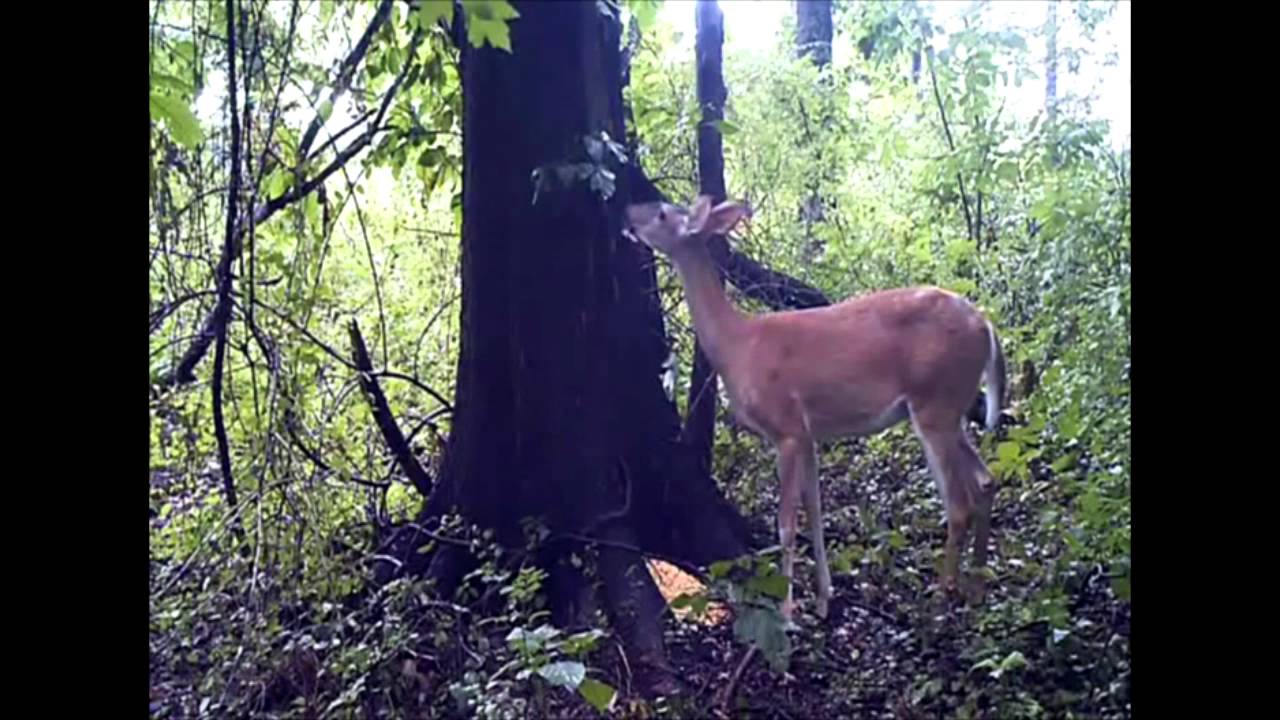 Best of Deer farts on camera