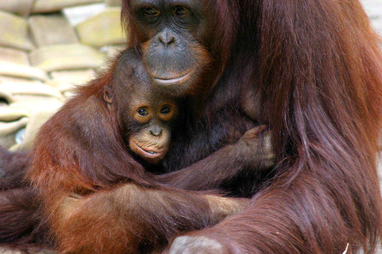 benjamin guillot recommends 3 orangutans 1 blender video pic