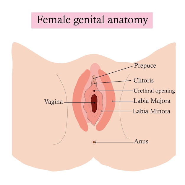 Best of How many holes does a woman have diagram