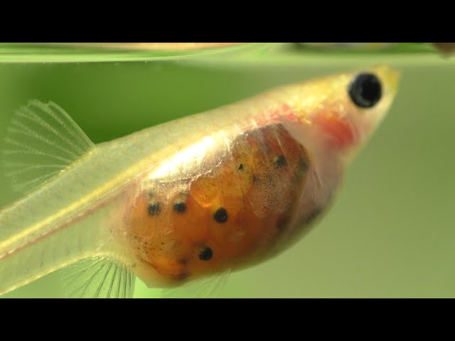 Best of Pictures of pregnant guppies