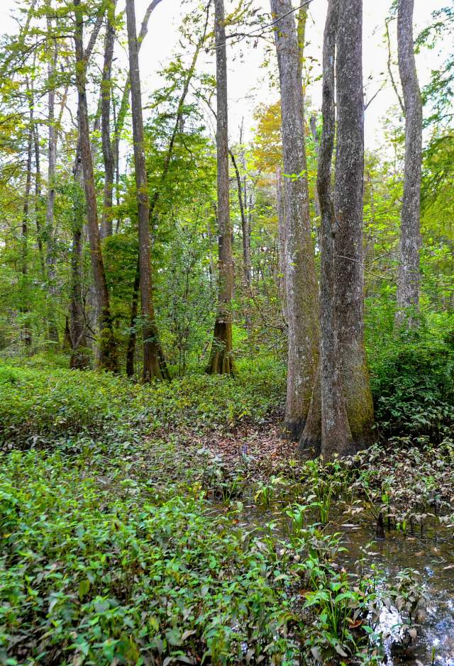 candy ly recommends Backpage Louisiana Baton Rouge