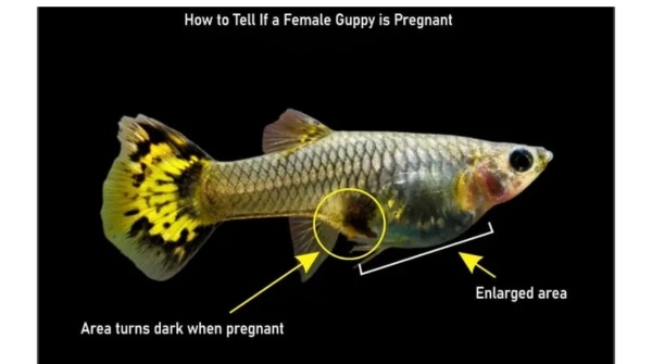 Pictures Of Pregnant Guppies submissive male
