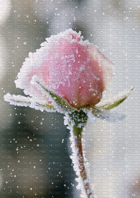 amit laddha recommends a frozen flower gifs pic