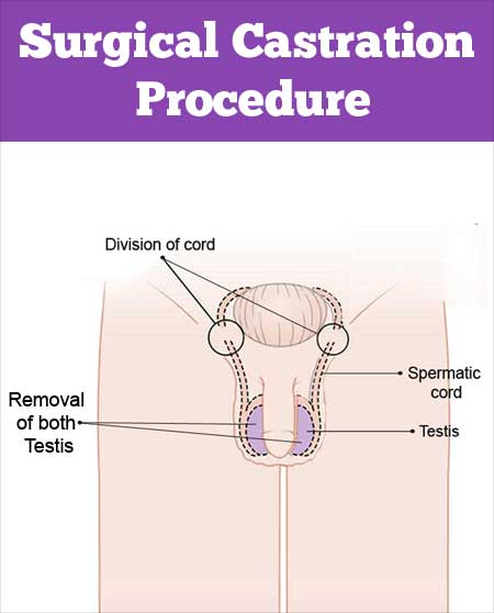 chi chi tran recommends Human Male Castration Tumblr