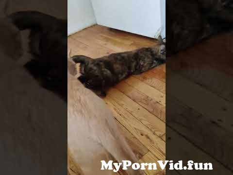 donald macrury share cat licking pussy porn photos