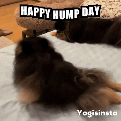 happy sexy hump day