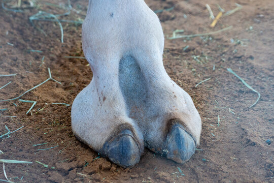 alen malkic add photo hairy camel toe pics
