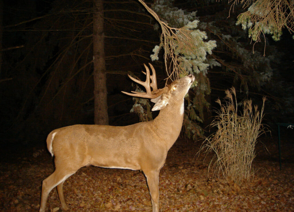 amos koech recommends trail cam sex pic