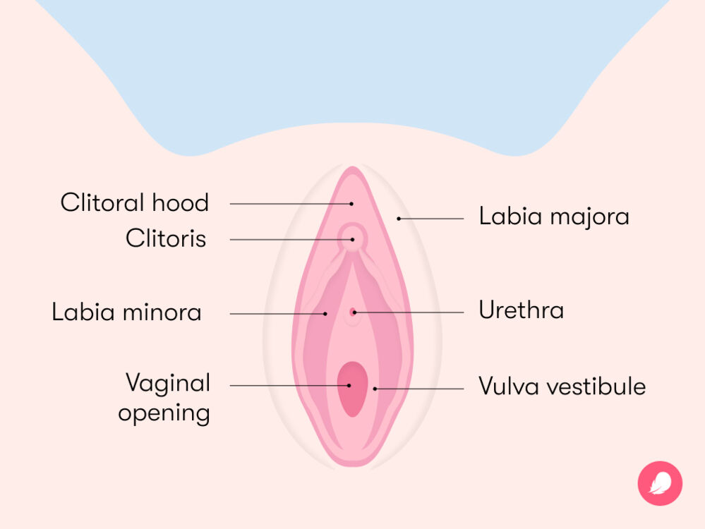 cynthia tharp add how many holes does a woman have diagram photo