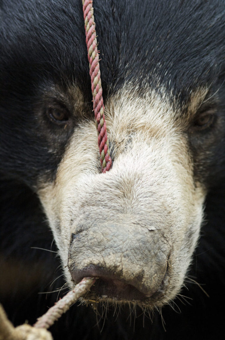 Best of Bears of india tumblr