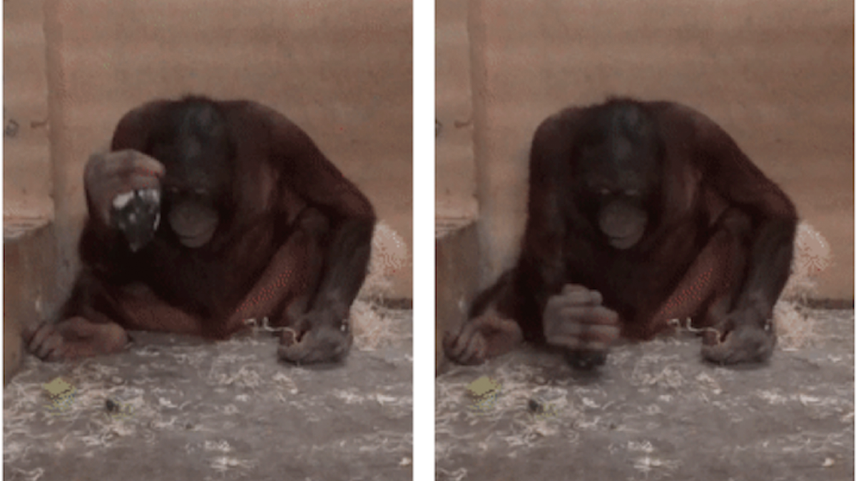darion bester recommends 3 Orangutans 1 Blender Video
