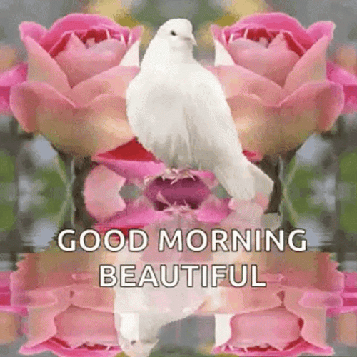 douglas camargo recommends Good Morning Beautiful Gif For Her