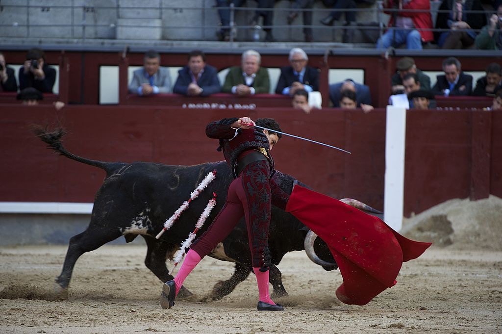 antonio paulus recommends Bull Fights Gone Bad