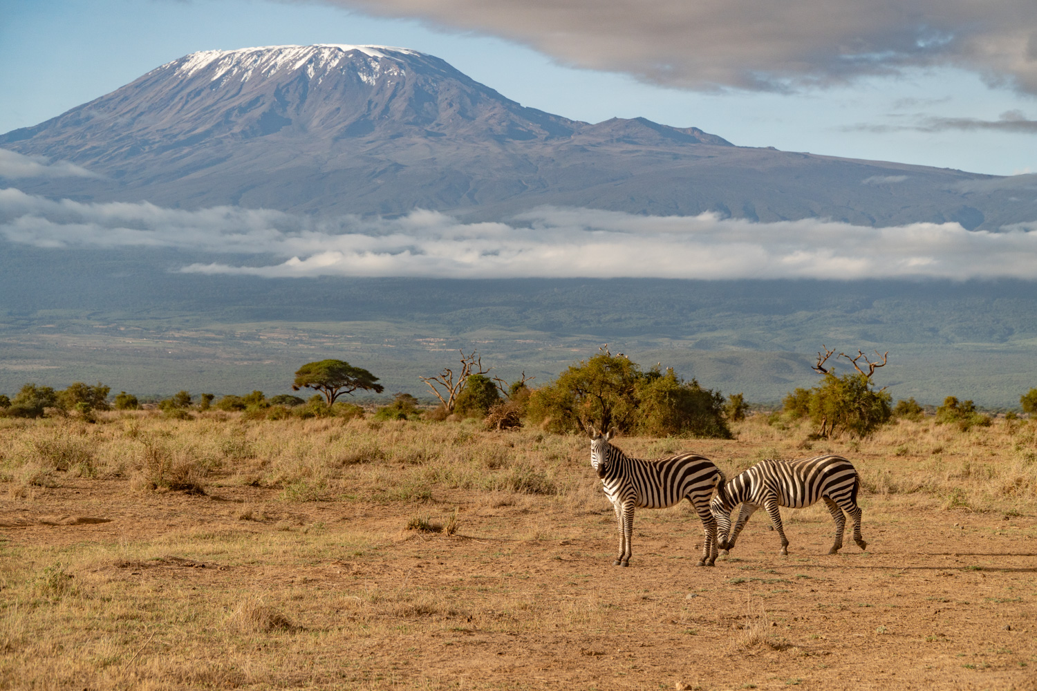 cody eager recommends Predators Of Kilimanjaro