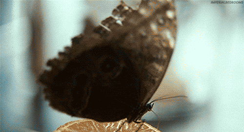 caroline wakelin add photo im a beautiful butterfly gif