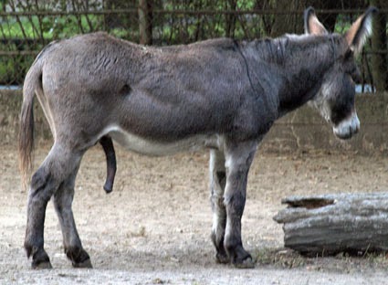pictures of donkey dick