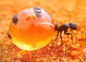 amy rein recommends ants with big butts pic