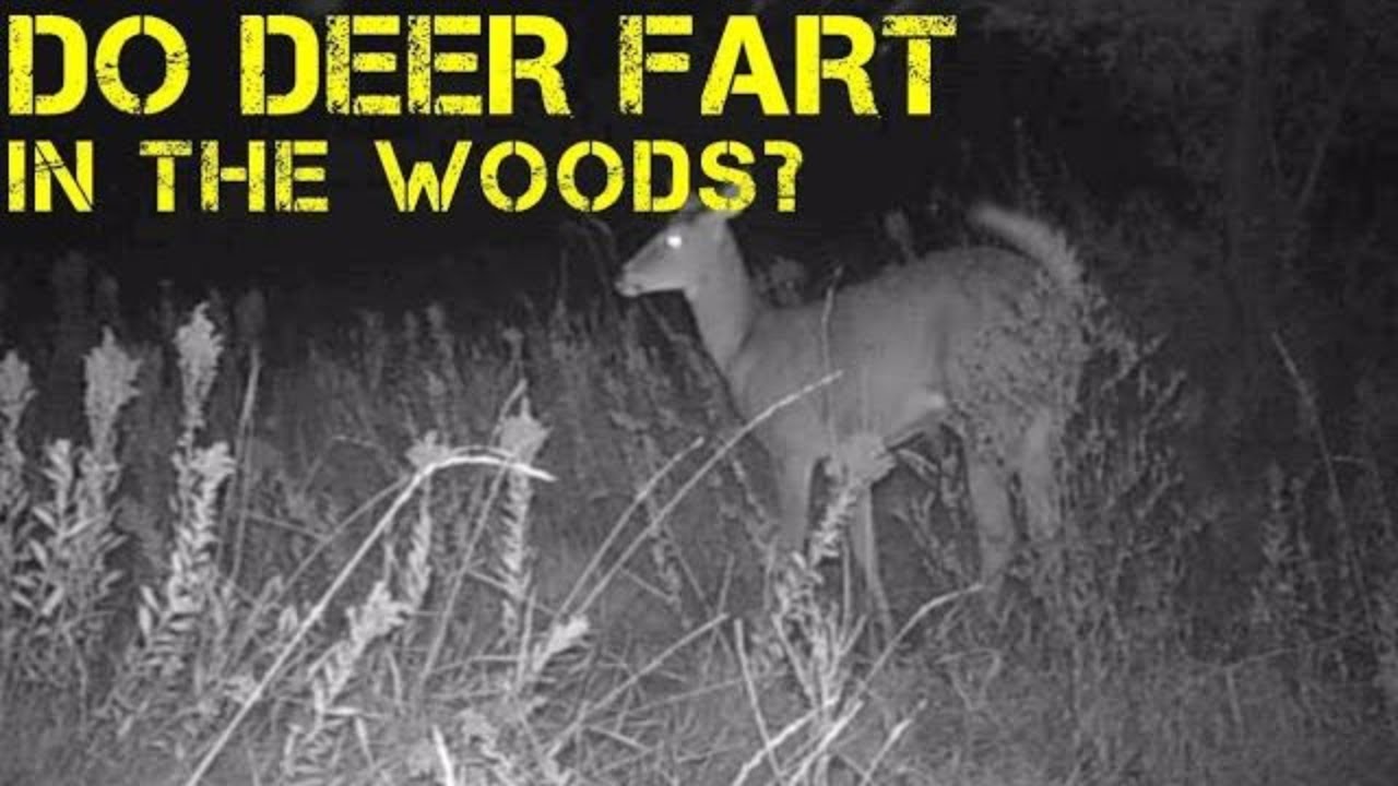 dhurba devkota add deer farts on camera photo