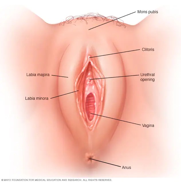 Best of Best vagina pics