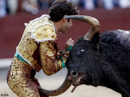 Bull Fights Gone Bad body language
