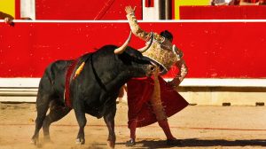 ana marie perea share bull fights gone bad photos