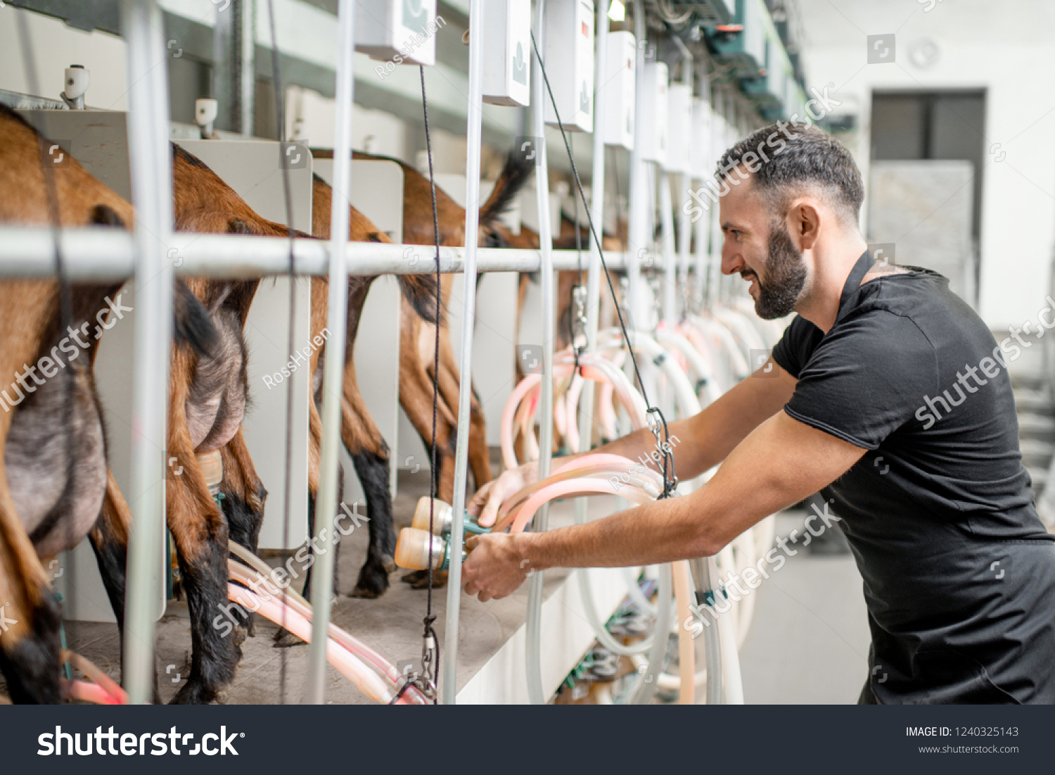 david tavares ferreira add man using milking machine photo