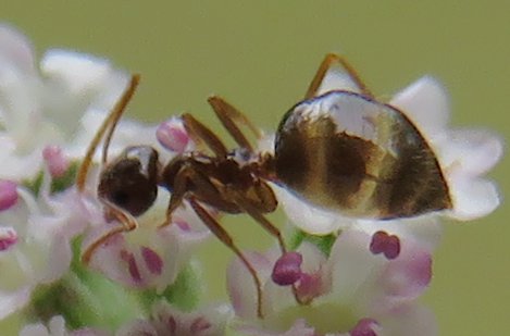 donna tarbell add photo ants with big butts