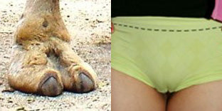 caitlin eileen recommends mature women camel toe pic